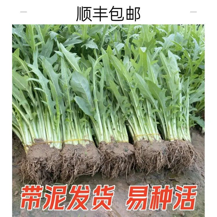 广西博白甜麦菜秧苗大叶苦麦麻菜阳台种植蔬菜