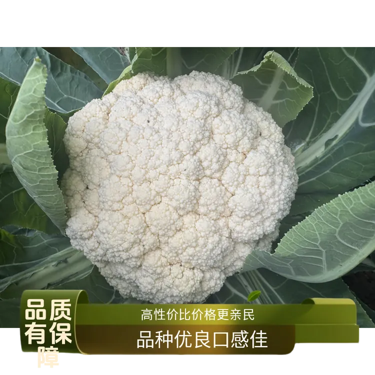 花椰菜种子耐寒秋季菜园阳台露天种植青梗松花菜种子