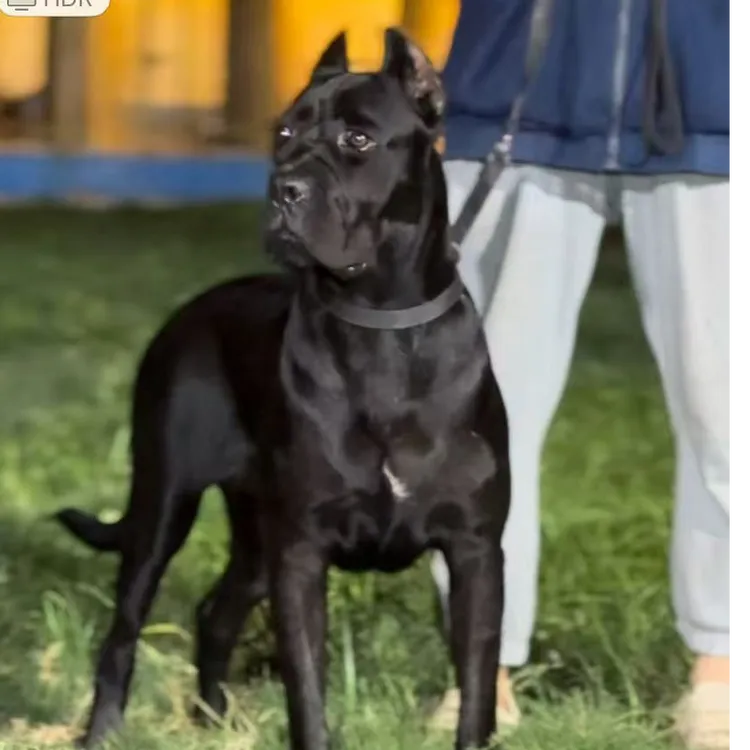 丽华家萌宠卡斯罗