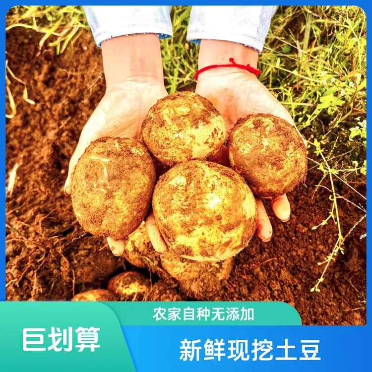 格萨拉高山土豆 