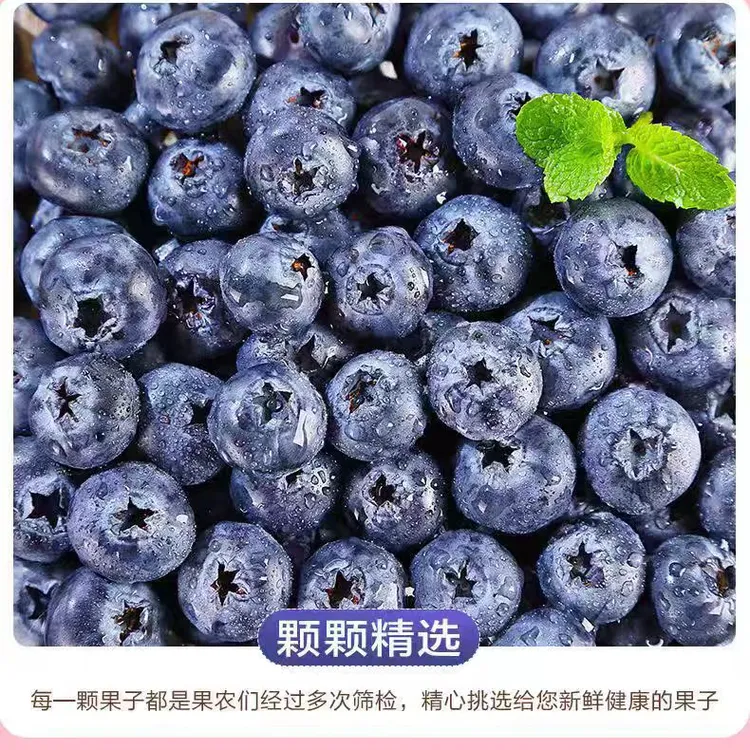 农家蓝莓现摘现发