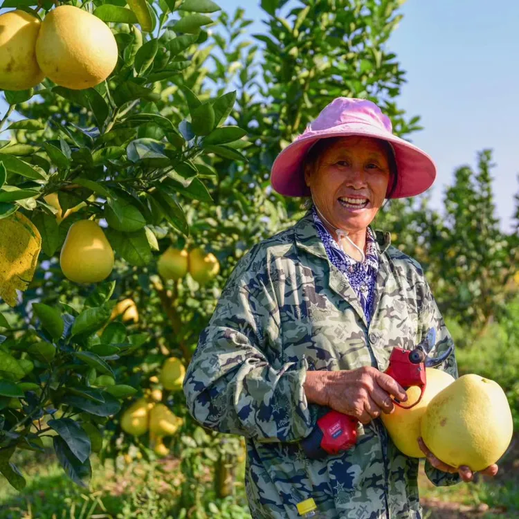 中华药柚老树冰糖柚