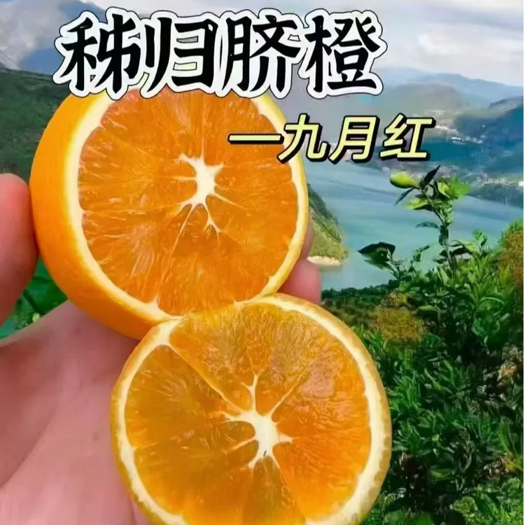 秭归九月红果冻橙新鲜水果现摘现发爆甜多汁爆汁