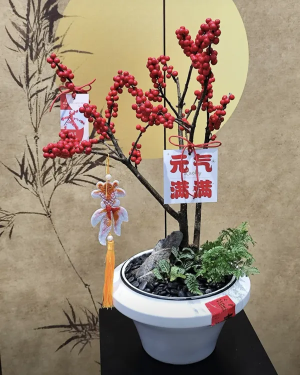 精品盆栽特级北美冬青花卉绿植盆栽北美冬青室内盆栽高端盆景室内