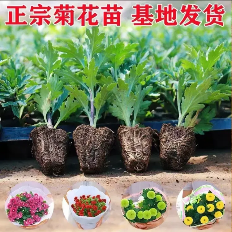 多年生菊花苗四季开花大菊花盆栽适合室内外阳台庭院种植
