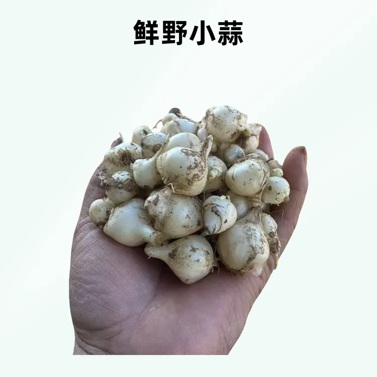 野生小蒜果，新鲜现挖，食厨好帮手，顺丰包邮农家农家野菜