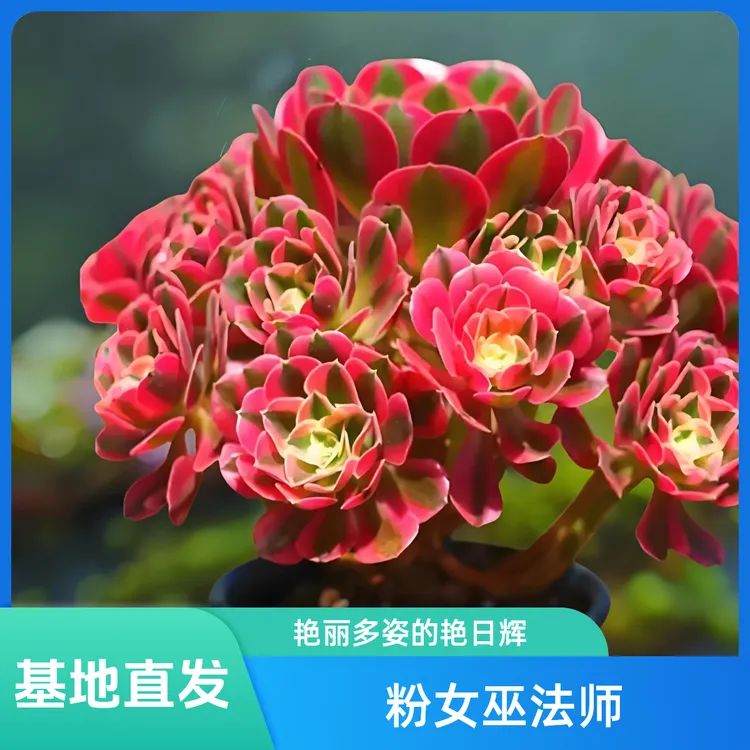 法师多肉植物老桩群生粉女巫美杜莎法师直播