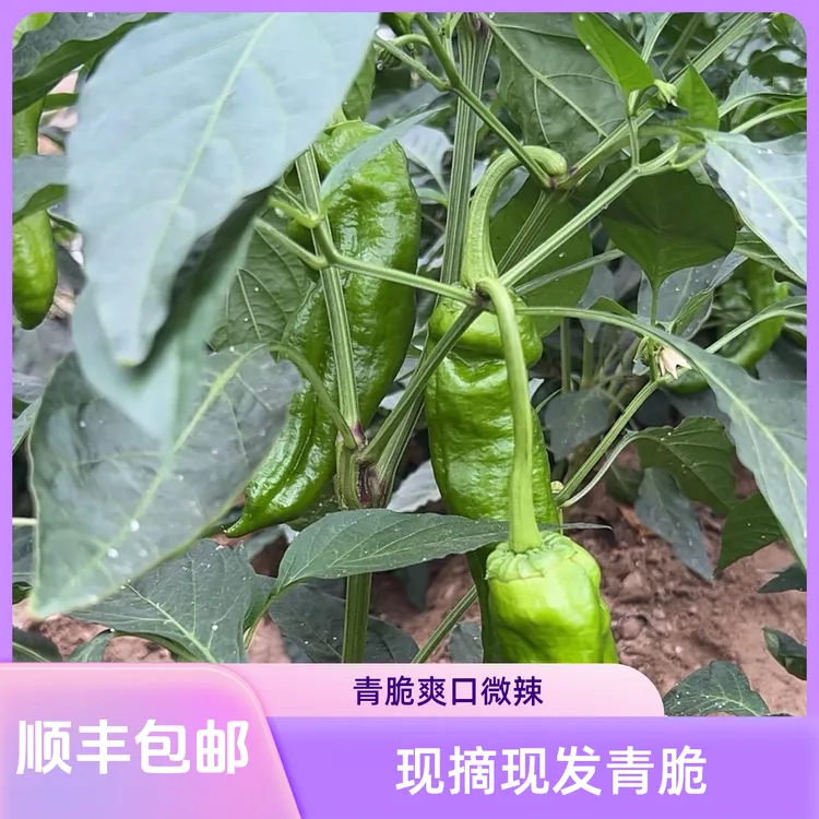 ［顺丰包邮］苏北农家自种新鲜大果青椒现摘现发青脆爽口微辣偏甜