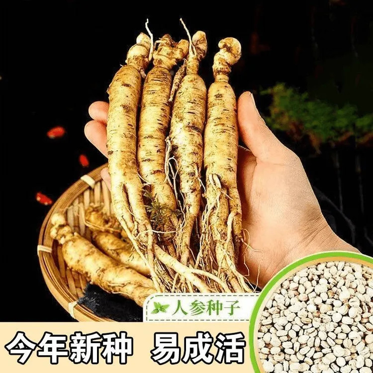 【优选】长白山人参一年四季可种盆栽东北西洋参草本植物发芽生长