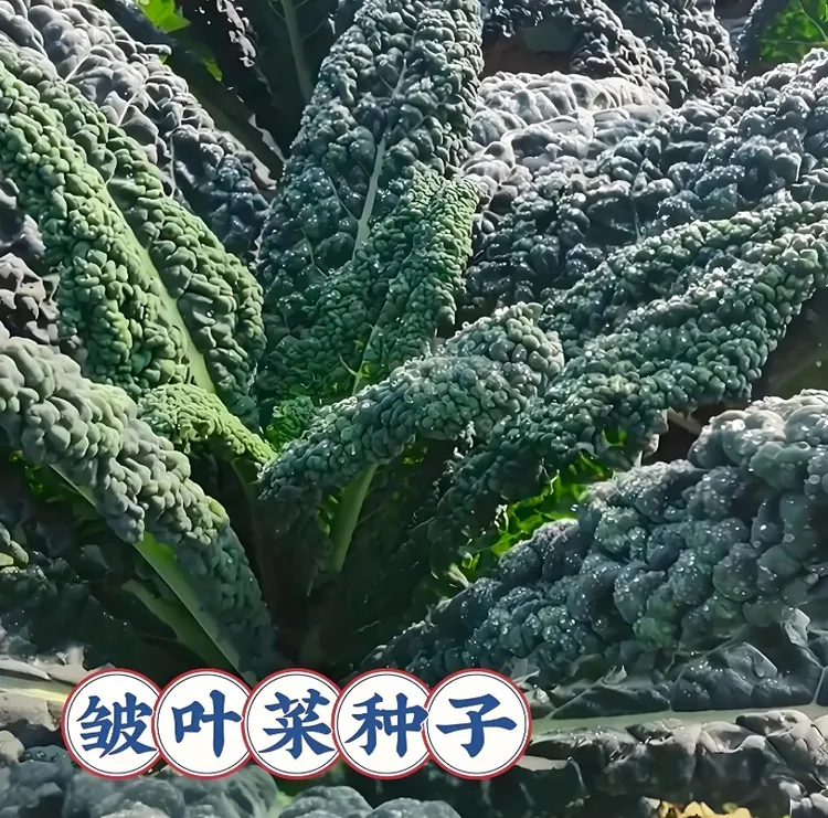【皱叶菜种子】家庭阳台小院四季种植盆栽地栽易种易