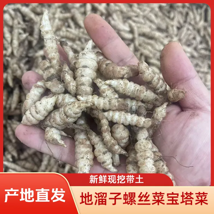 地溜子螺丝菜新鲜现挖带土宝塔菜地环玉环地梨地葫芦（达人）