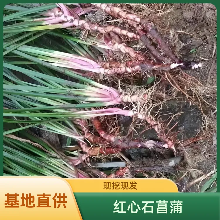 石菖蒲种苗四川基地现挖现发