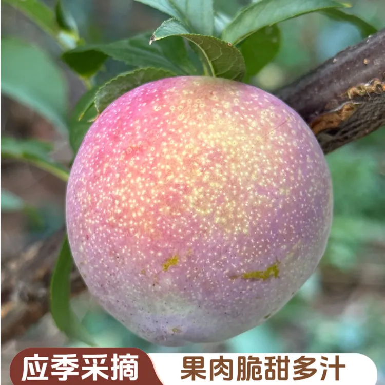 【顺丰包邮】四川高山蜜饯李新鲜现摘脆甜多汁应季水果