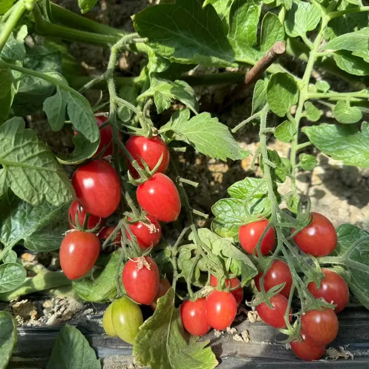 【礼盒装】盘锦碱地千禧小柿子番茄酸甜多汁西红柿水果生食新鲜采摘
