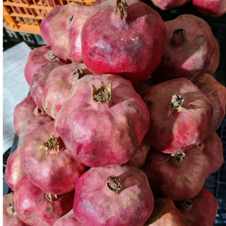 新鲜闻名喀什石榴