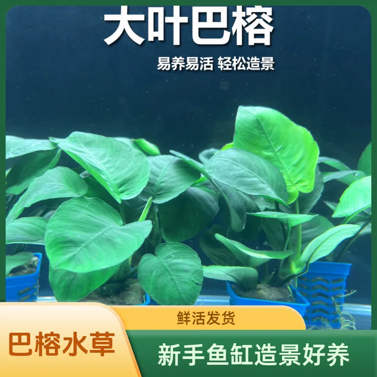 大叶巴榕小水榕鱼缸造景水草植物活体水培真草净水增氧新手好养活