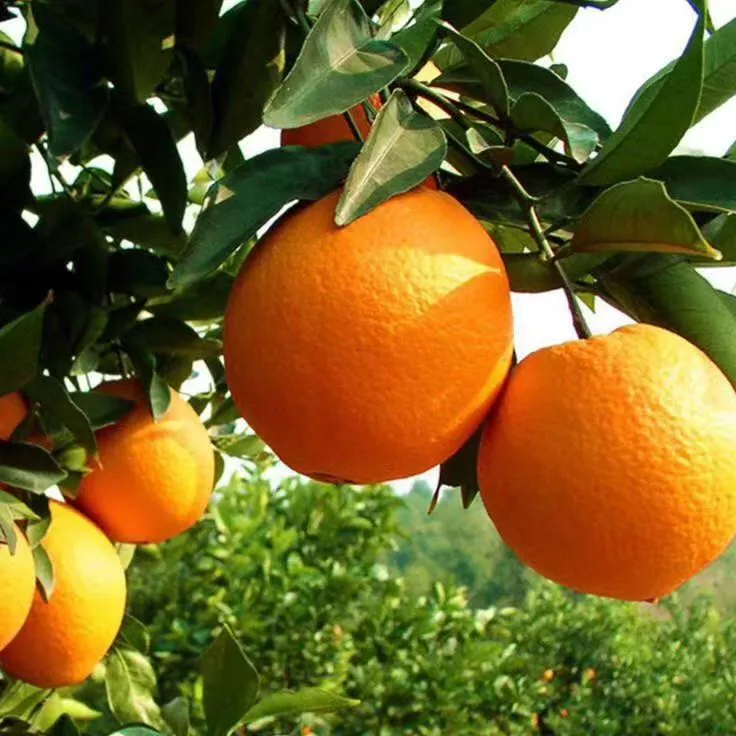 【现摘带叶直发】正宗江西赣南脐橙新鲜手剥甜橙子当季新鲜水果批发