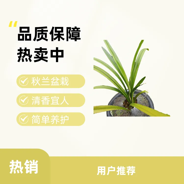 网红植物 秋榜兰花 白墨小苗 自然棚种植 保持⅔苗连体苗～49棵（株）