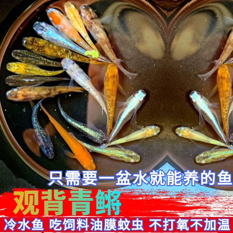 活体观背青鳉青鳉鱼小型耐寒冷水斑马鱼淡水观赏鱼观赏饲料