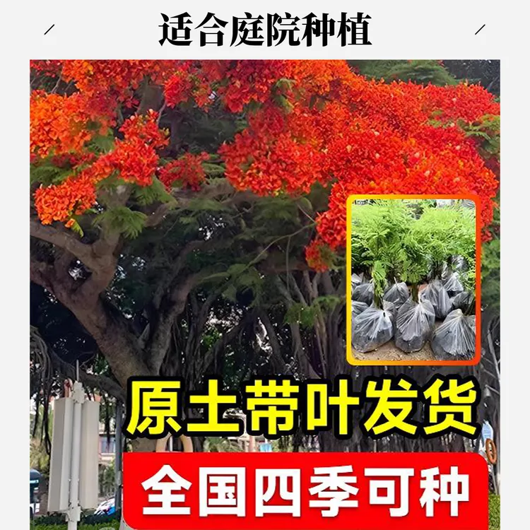 网红凤凰花木树苗耐寒红花楹树苗珍贵名贵树苗庭院绿化风景树苗