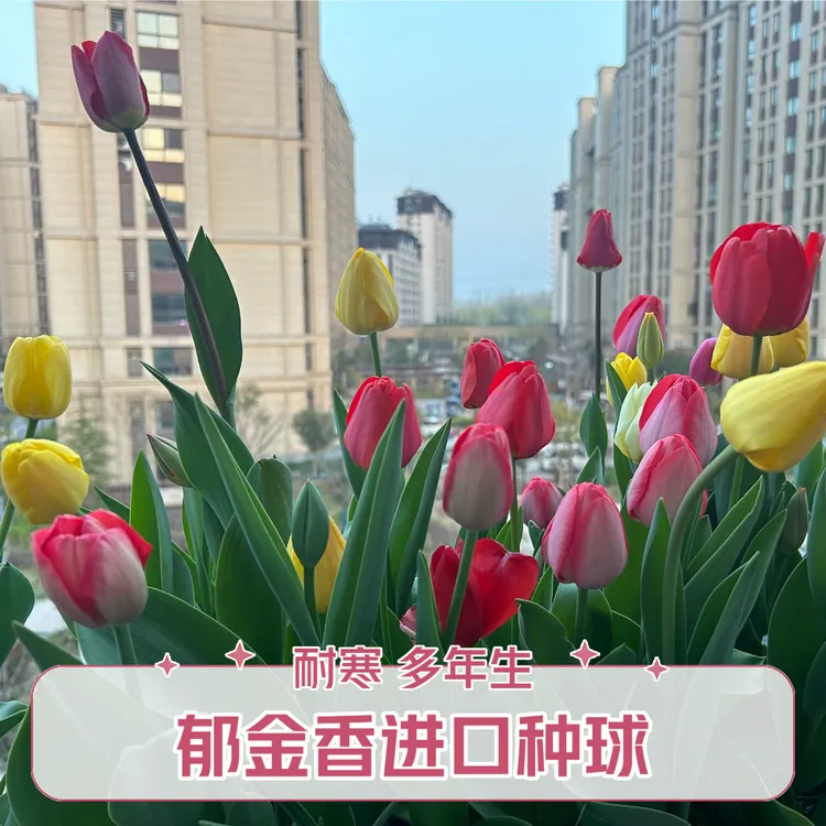 郁金香种球当年新进口秋冬种植水培土培多年生四季开花盆栽花卉