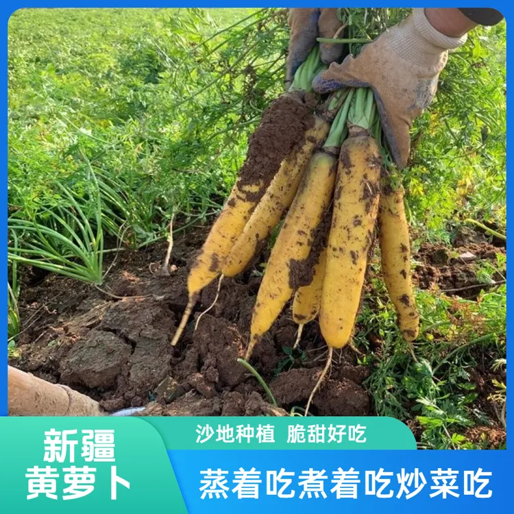 【新疆直发黄萝卜】手抓饭配菜新鲜到家黄萝卜新鲜带泥种植新疆发货