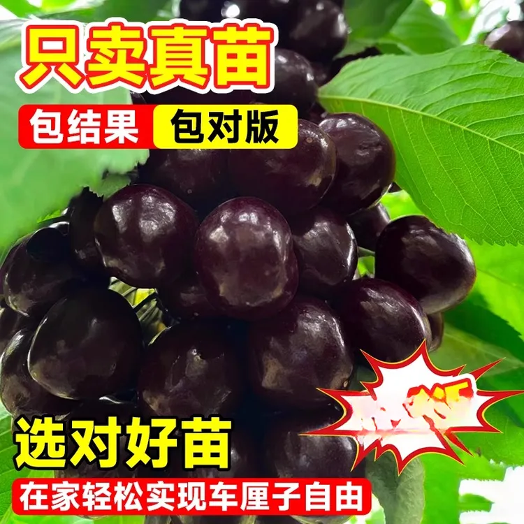 车厘子树苗樱桃树南方北方种植盆栽庭院果树樱桃树大樱桃树苖