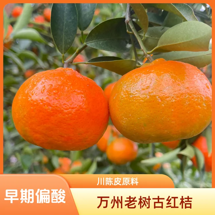 正宗万州古红桔川红桔大红袍新鲜孕妇酸甜水果小柑重庆柑橘子 5斤