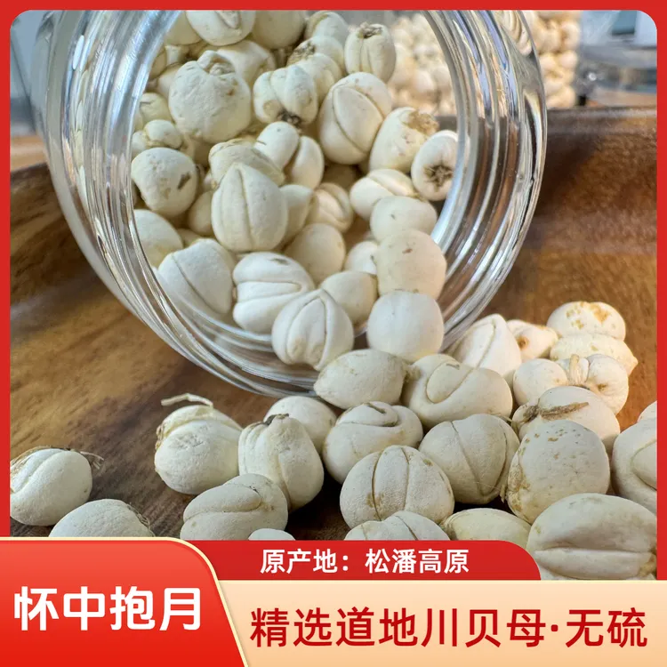 2025年四川阿坝川贝母松贝母（怀中抱月精选）原产地松潘草原炖雪梨