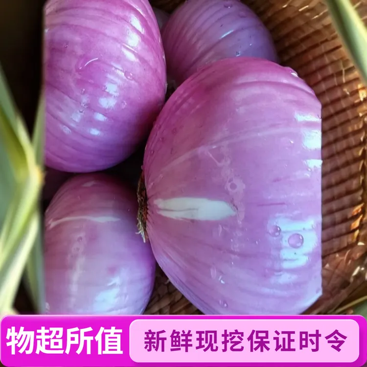 新鲜洋葱现挖紫皮洋葱炒菜凉拌时令蔬菜嫩可口紫洋葱