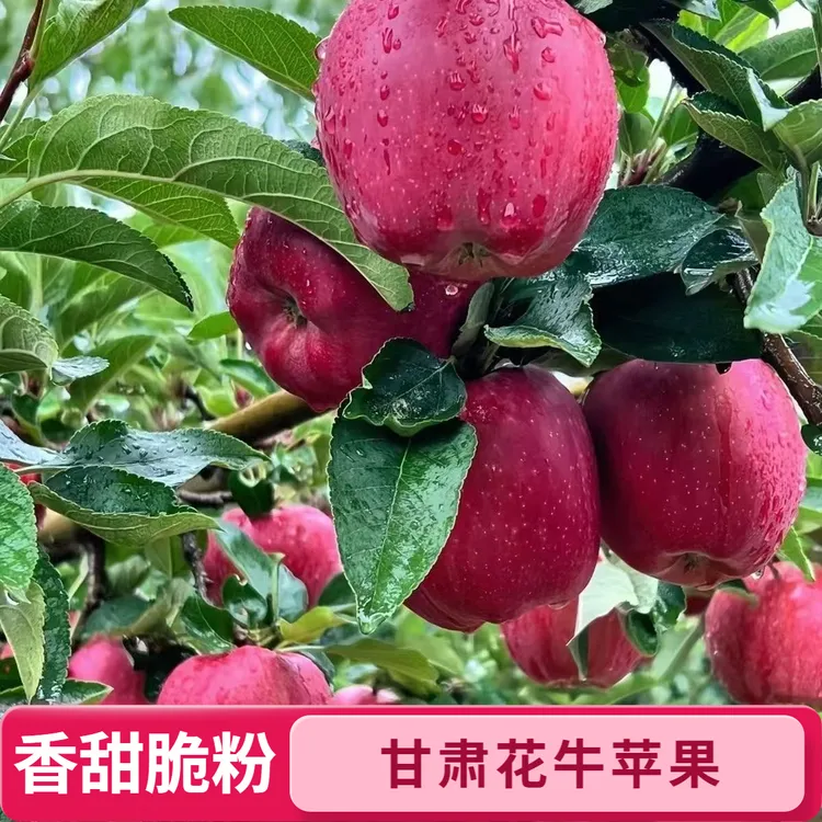 甘肃天水花牛苹果新鲜蛇果粉面两吃新鲜采摘产地直发