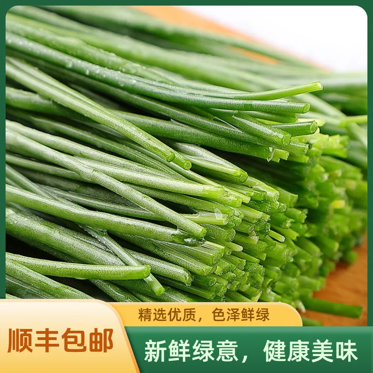 甘肃民勤新鲜沙葱现采现发顺丰包邮坏单包赔