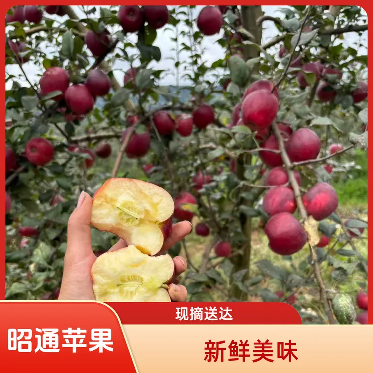 云南昭通高原丑苹果新四季新鲜现摘水果