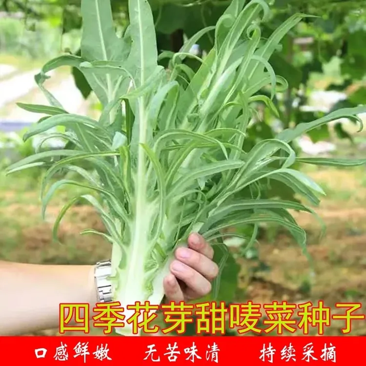 【ZS花芽甜麦菜种子】四季播种香油麻春无苦味味清农家苦麻菜秧菜孑