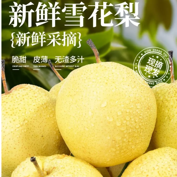 【顺丰雪梨煮水熬汤】9斤河北赵州当季新鲜水果脆甜产地雪梨子