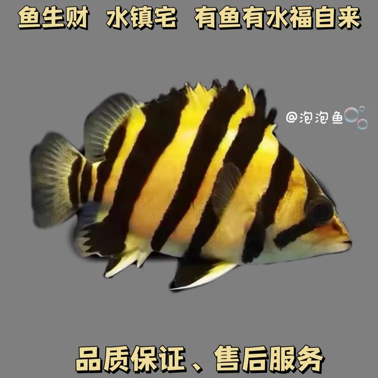 虎鱼苏门答腊虎活体观赏鱼、品质尺寸以直播间为准