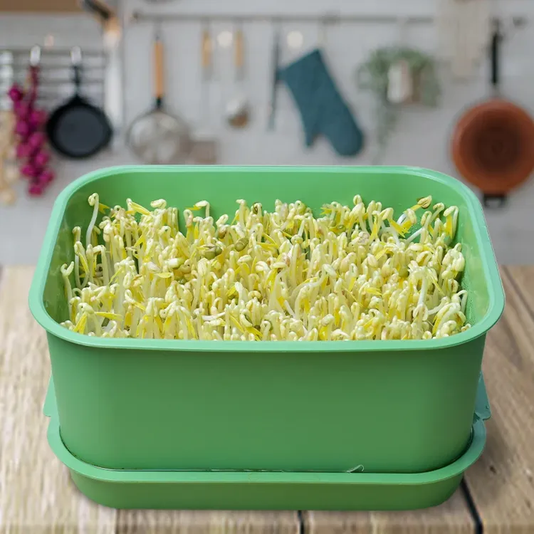 绿色发豆芽专用盆无土栽培种植盘发豆芽育苗盘塑料培育发花生芽盆