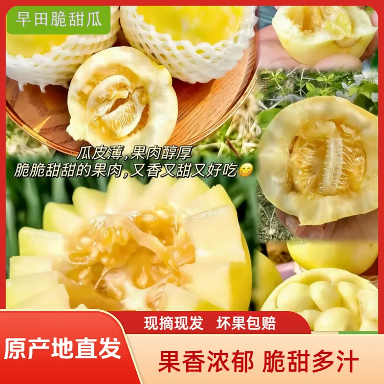 山东小蜜蜂甜瓜香瓜脆甜新鲜水果产地直发香甜脆爽水果小甜瓜头茬
