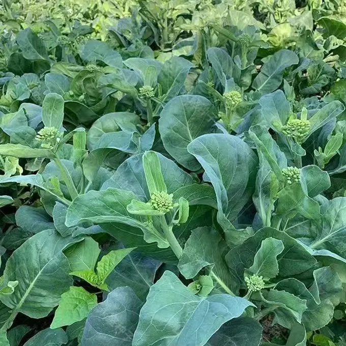 正品甜芯绿芥蓝种子甜心芥兰种子春秋季播耐热寒阳台盆栽蔬菜种子