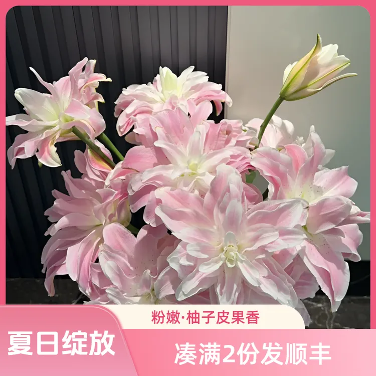 【莲花雅致-重瓣香水百合】  柚子皮果香的好闻鲜花 优质百合鲜花