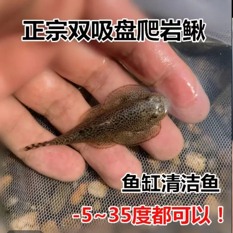 渔场直发 贵州爬岩鳅 冷水清洁鱼 观赏鱼 双吸盘 除藻 擦缸工具鱼