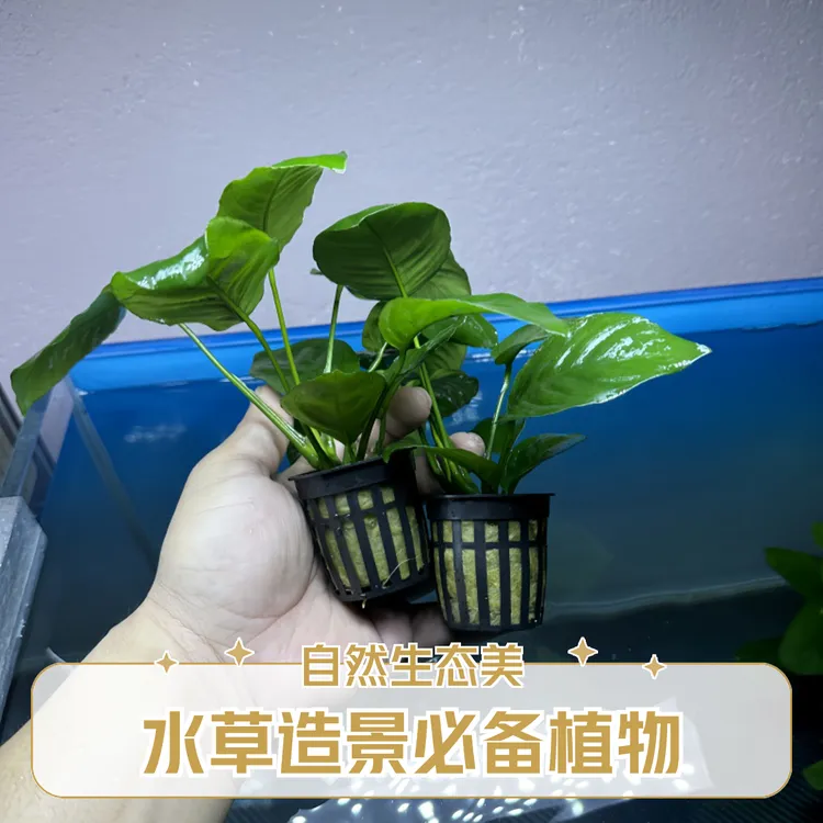大叶巴榕小水榕活体水草鱼缸造景真草好养活净化水质