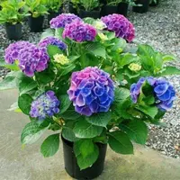新大花绣球绣球花当年开花绣球花苗盆栽无尽夏绣球室内阳台绣花球