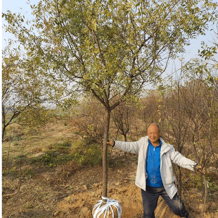 七彩文冠花树苗状元花大树苗盆栽庭院地栽植物四季种植花卉绿植