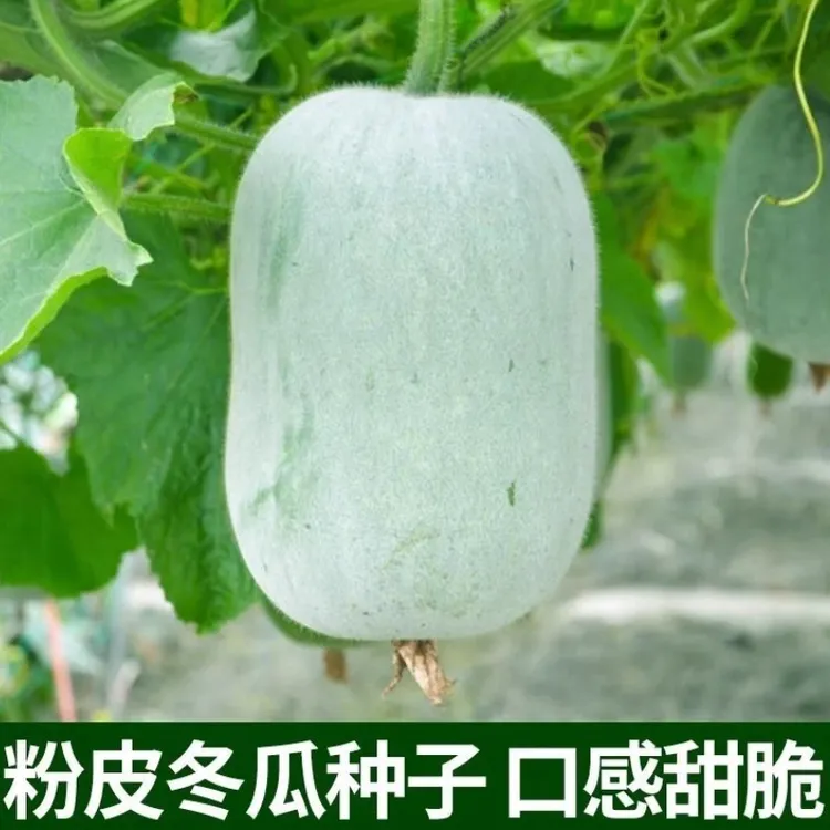 【粉皮冬瓜种子】粉皮冬瓜毛节瓜小冬瓜四季春天高产盆栽蔬菜种子