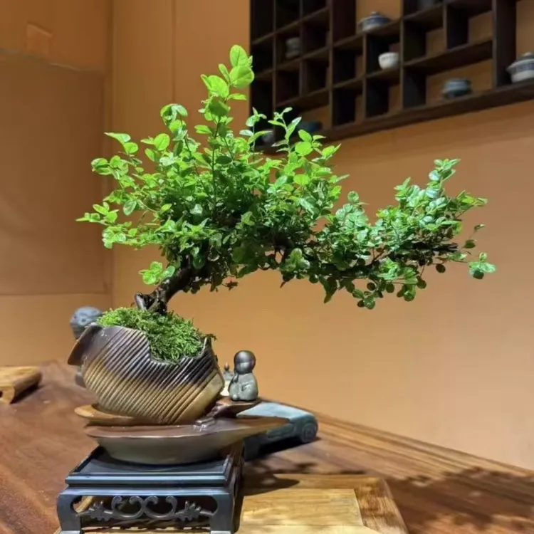 特级雀梅盆栽悬崖飘枝造型绿植室内客厅好养植物盆景桌面摆件花卉