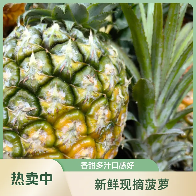 西双版纳无眼小菠萝 黑钻凤梨 无需泡盐水 带头发更新鲜