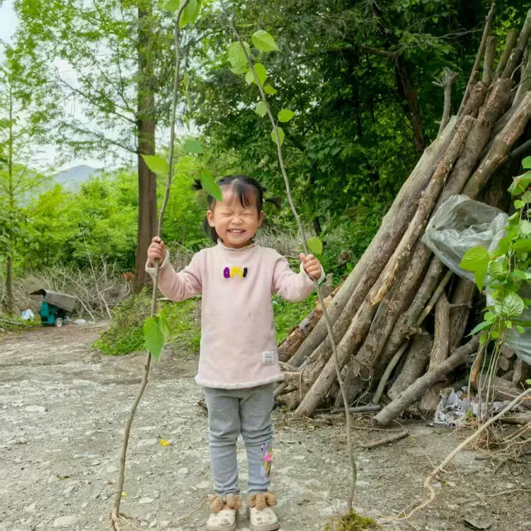 夏禹林基地直销耐阴盆栽中华鸽子树鸽子花