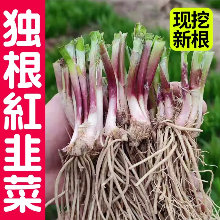 山东寿光现挖红根韭菜根宽叶细叶适合阳台盆栽种植