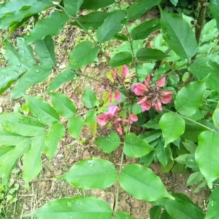 广西玉郎伞老桩大苗好种好养紫薇花树老桩桃金娘庭院